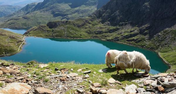 View over a lake in Eryri (Snowdonia) with sheep in the foreground
