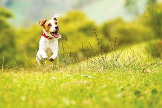 Dog-friendly trips to the countryside Happy little Jack Russell Dog running through a grass field