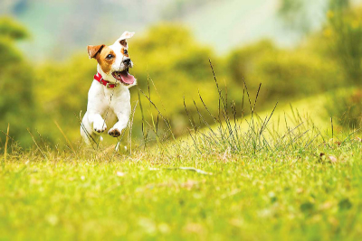Happy dog jumping through a field