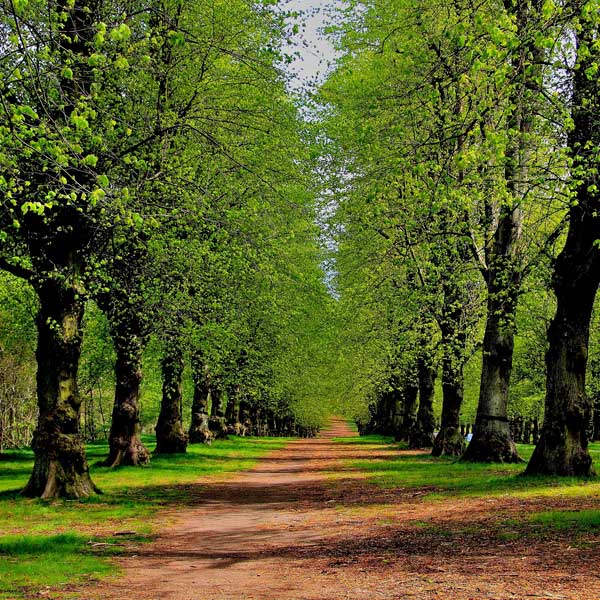View along a path in Clumber Park, Nottinghamshire