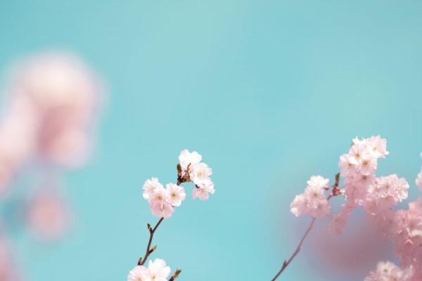 Pink spring blossoms on blue sky