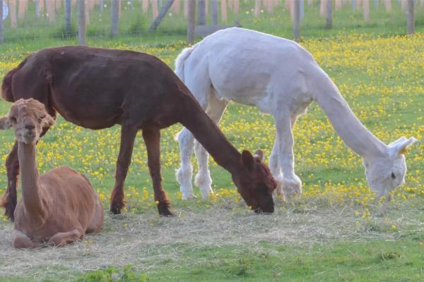 Alpaca's in a field
