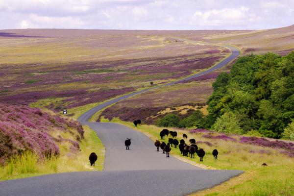 Walking and rambling in Helmsley