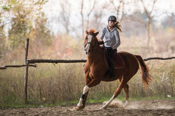 Northfield Farm Riding and Trekking Centre