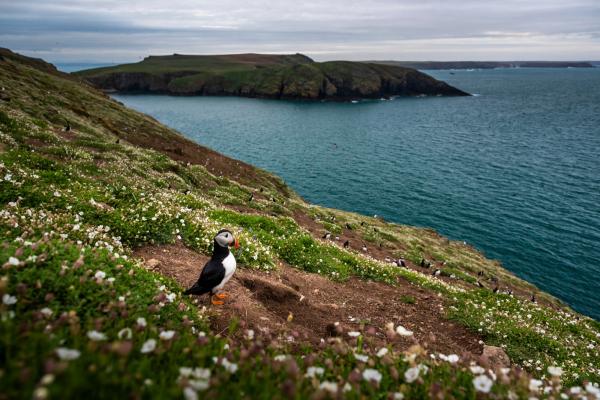 Puffin-bird-on-the-coast