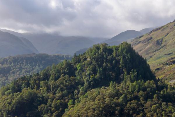 Borrowdale Rainforest