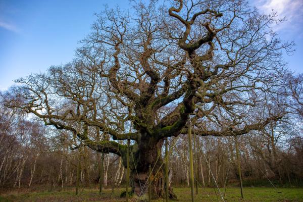 Major Oak - Sherwood forest
