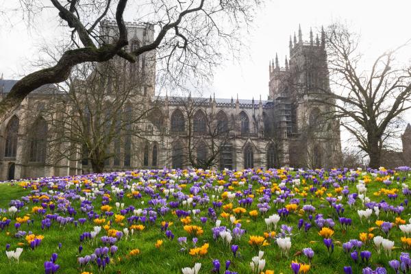 View of York Minster from Dean's Park