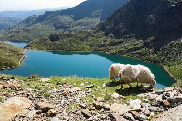 View over a lake in Eryri (Snowdonia) with sheep in the foreground