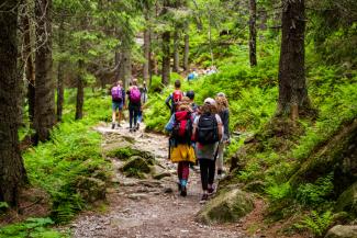 Group hiking through the woods Group-hiking-through-the-woods