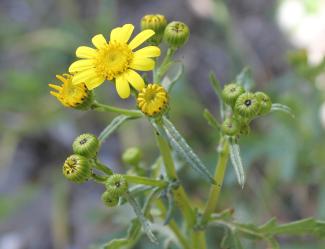 Yellow flowered plant with green stem