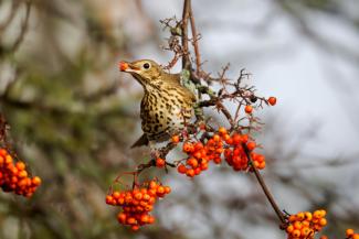 Brown bird sat on a branch with a berry in it's mouth
