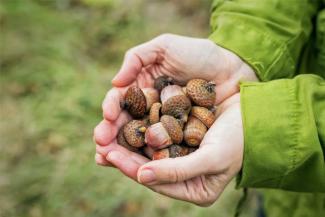 Child holding acorns