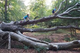 Two children climbing a tree