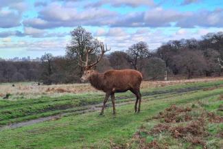 Deer in Richmond Park in London Deer in Richmond Park in London