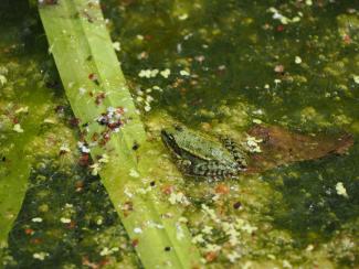 Green frog resting in pond