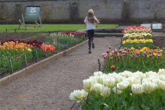 Young girl walking through tulips