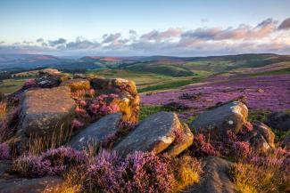 Sloping moorland hills with purple flowers and boulders