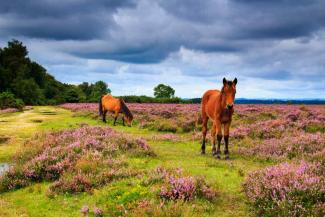 New Forest ponies New Forest ponies