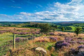 Countryside view with trees and heather bushes