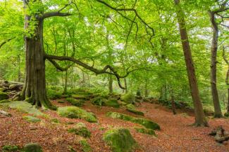 Padley Gorge Peak District Padley Gorge Peak District