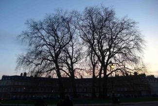 The Plane Trees in the Circus in Bath The Plane Trees in the Circus in Bath