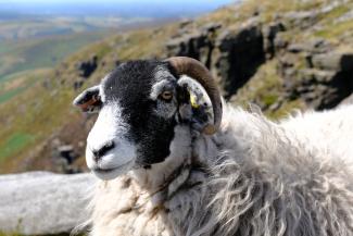 Sheep in the Peak District National Park