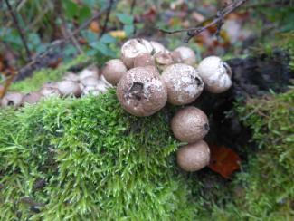 Fungi puffballs on moss