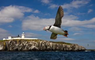 puffin bird flying near lighthouse