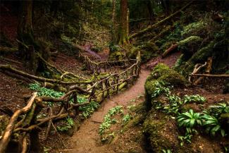 Puzzle Path, Forest of Dean