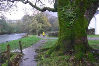 The River Derwent and a mossy tree near YHA Borrowdale The River Derwent and a mossy tree near YHA Borrowdale