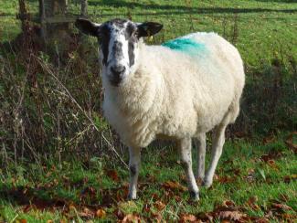 Sheep in a field looking at the camera