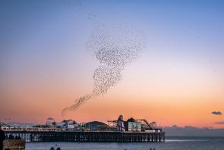 A starling murmuration in front of a sunset on the coast