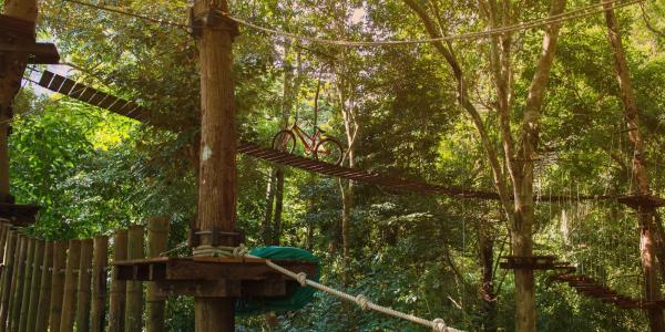 Go Ape Grizedale