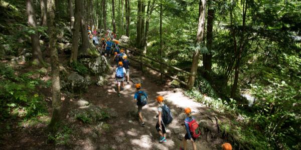 School group walking in a forest