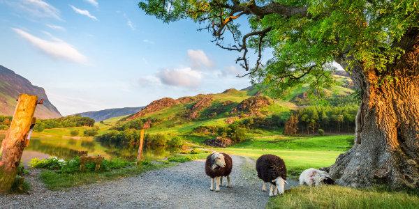 Sheep on a path in the Lake District in summer