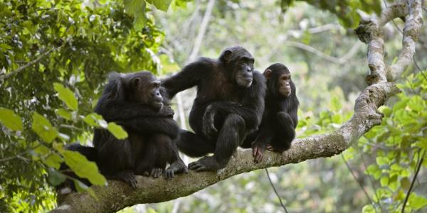 Chimp family in a tree