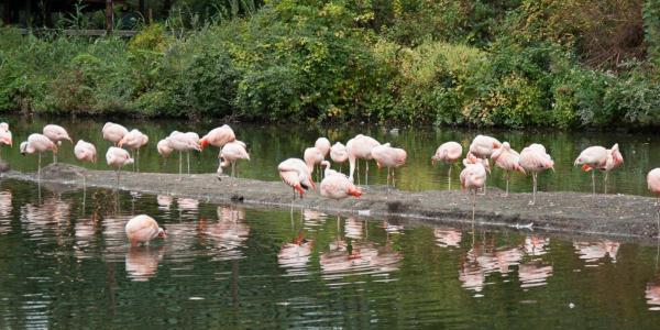 Flamingo Land