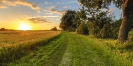 Wheat field along old oak track at sunset