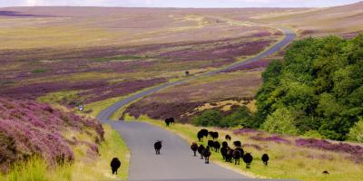 Walking and rambling in Helmsley