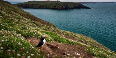 Puffin-bird-on-the-coast
