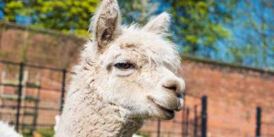 White alpaca looking at the camera