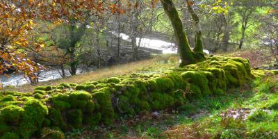 A river and trees in the Lake District