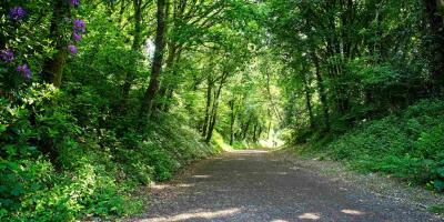 Camel trail cycle path in Cornwall