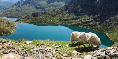 View of Eryri (Snowdonia) with sheep View of Eryri (Snowdonia) with sheep