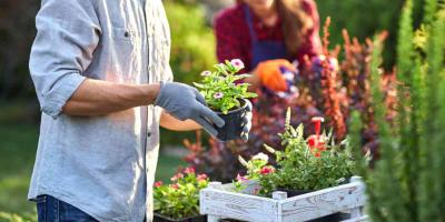 Two people planting flowers