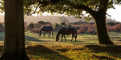 Two ponies in the new forest Two ponies in the new forest