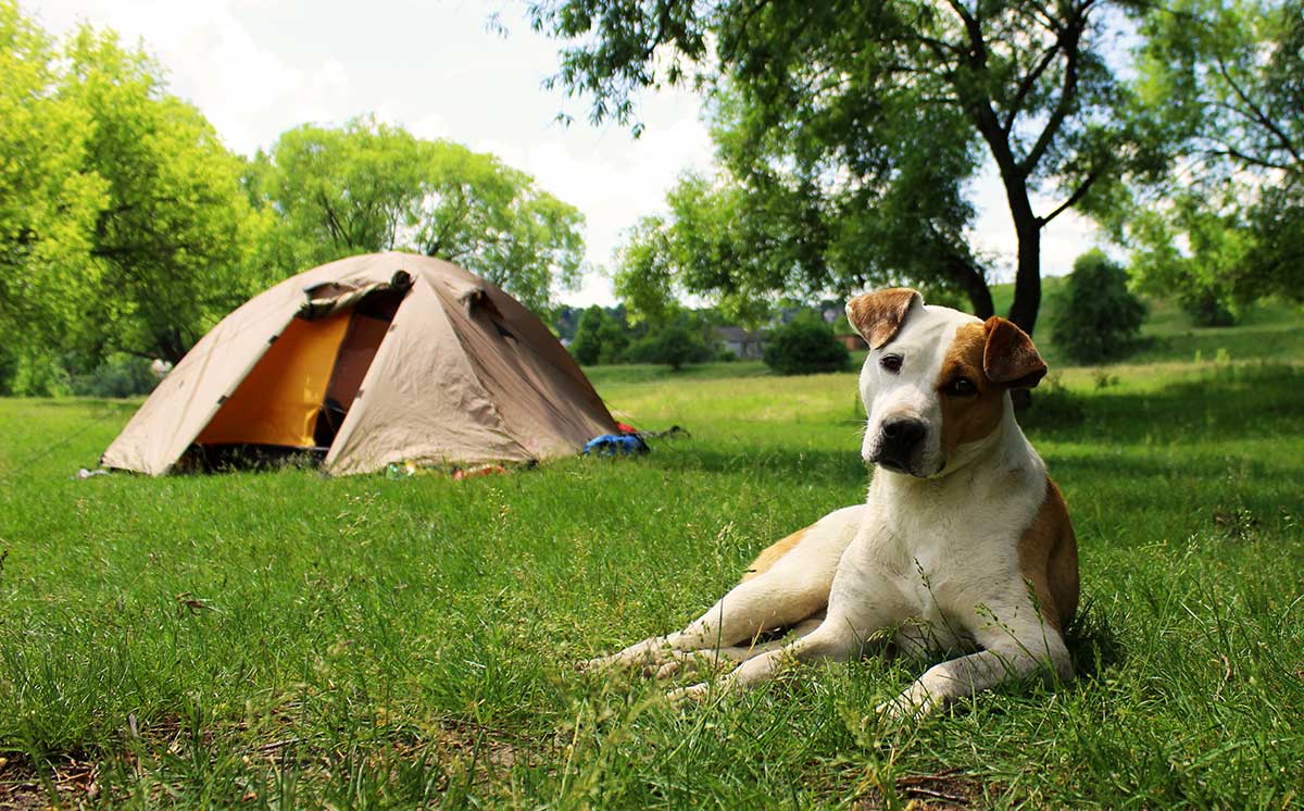 Dog sat by a tent at YHA