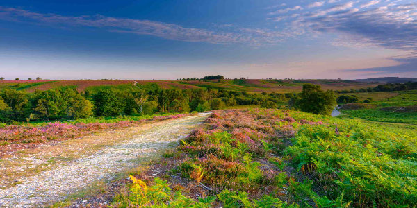 Sunrise over the new forest national park