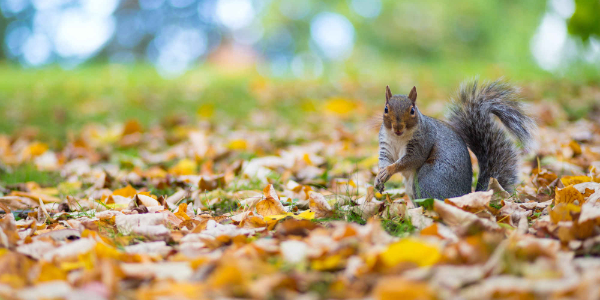 Grey squirrel in the forest